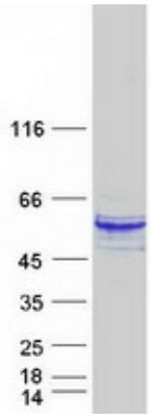 Coomassie blue staining of purified SH2D2A protein.